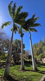 GC-Parque Botanico de Maspalomas 2025-043.jpg